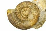 Jurassic Ammonite (Stephanoceras) and Clam (Nucula) Fossil - France #367902-1